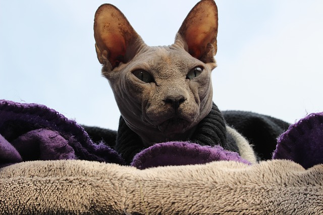 kočka sphynx